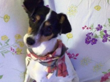 狗超爱未出世的小主人 用头狂蹭马麻肚皮