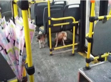 暴雨侵袭 司机霸气违反规定 开门让流浪狗上车避难