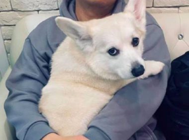 狗狗有意在女主人眼前，往丈夫的身上卖萌又舔，这目光婊里婊气的！