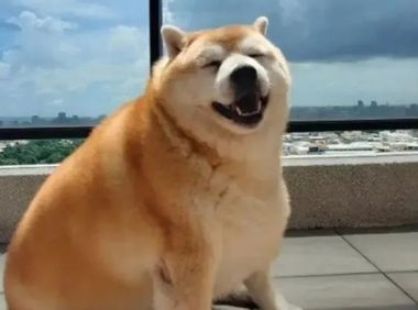 柴犬长出“海豹身型”,主人讲出它的胃口后,却让大伙儿觉得惊讶