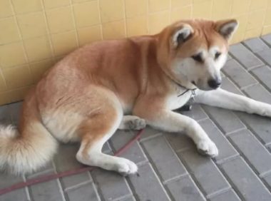 主人生病住院治疗，狗狗守在医院大门口，六天不愿离去……