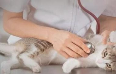 家中宠物犬进宠物诊所90%的消耗,全是因为这一件事