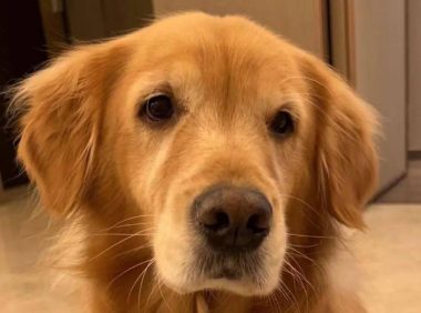 网友去朋友家做客竟被保安盘问：你朋友家的狗叫什么名字？