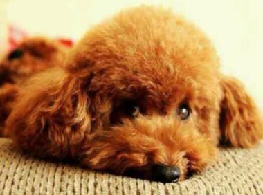 犬瘟! 狗狗们的噩梦