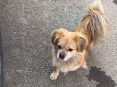 陌生狗带女子去超市买火腿肠？网友：超市你开的吧？