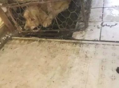 小伙子解救将要被宰的狗狗,救命恩人狗狗永生难忘!