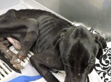 美国发生残忍虐狗事件 狗狗被饿到啃自己的腿