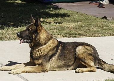 警犬受表扬太紧张 场面宛如结婚典礼