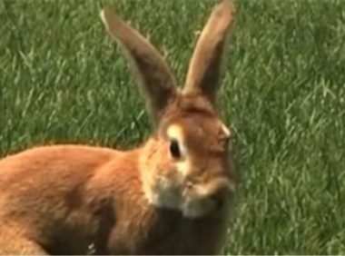 豫丰黄兔身份信息