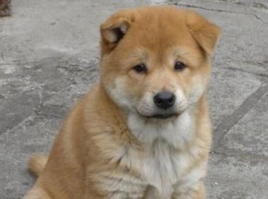 遛狗不牵绳!金毛撞坏兰博基尼,狗主人狮子大开口要赔偿