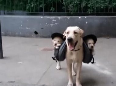 全能狗妈拉布拉多犬,竟带着宝宝出门遛弯,画面看着太温馨了