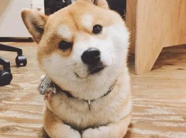 养狗狗的要注意了！