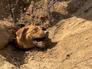 狗狗被掩埋只露出鼻子，大家用球杆将它挖出来，没想到还有惊喜！