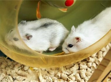 银狐仓鼠身份信息