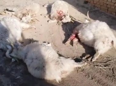 32只羊被狗咬伤咬死，山西一养殖户损失数万元