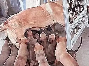 狗狗怀孕期间，主人想卖出挣钱，結果比较严重超生户，喂母乳界面很心痛