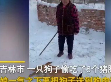 在吉林长春发生了一件搞笑的事。大黄狗偷吃猪脚后躺地上“装死”,主人一句话让它原地“满血复活”!