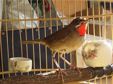 红靛颏儿身份信息