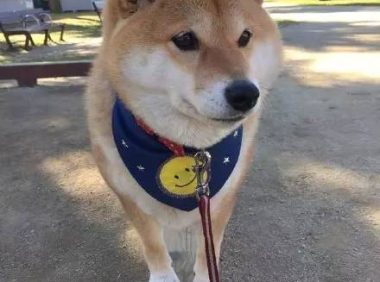 过马路时发现前面一只柴犬,总是走两步就回头看:到底几个意思