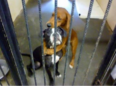 两只流浪狗执行安乐死时紧紧抱在一起,这一抱彻底改变了命运…