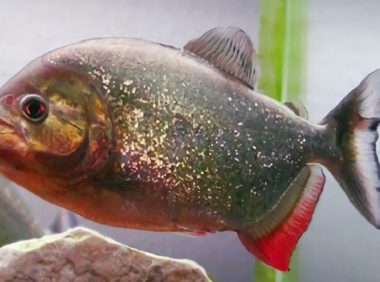 食人鲳身份信息