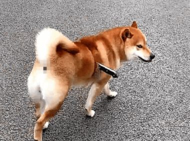 柴犬身上插着把刀流着血,路人想去救助,蹲下瞧了一眼却默默走了