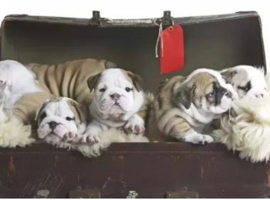 海外斗牛犬常见名Top10，你的小宠物被训话了没有？