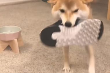 主人家带男朋友回家了,結果靴子却被柴犬藏起來,狗:别回来了