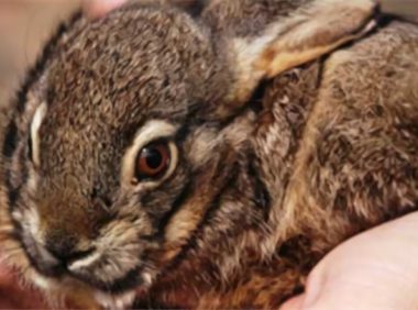 琉球兔身份信息