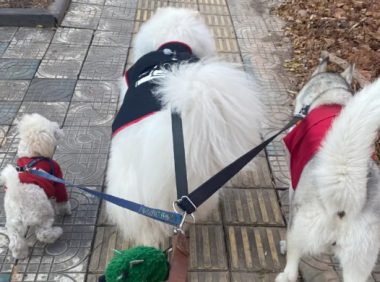 治理遛狗不牵绳，不能只是一阵风