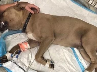 比特犬狂叫奔向小主人,竟叼出这条五颜六色蛇,第二天宣布没治