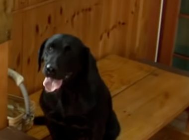 狗狗跟着主人在饭馆工作，7年来乐此不疲