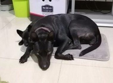 小狗犯错后躲在狗妈妈背后,小目光太搞笑!狗妈:看谁敢动我娃!