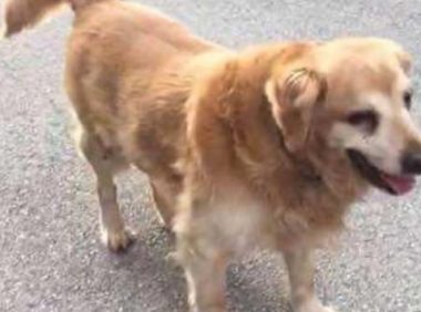 主人因嫌弃狗狗年事已高，竟然把它抛弃街头