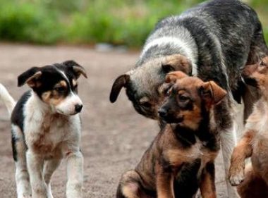 捡到一只小奶狗,狗妈妈连续三天来探望,想看孩子过得好不好