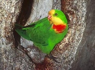 超级鹦鹉身份信息