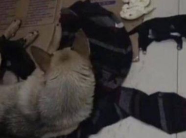 一家燃气公司工作人员被一条流浪狗咬伤，迁怒踩死4只幼崽