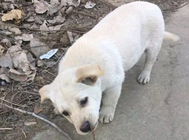 主人家借着人很少把小狗丢在近郊区离去,小家伙一脸无拘无束绝不知情人