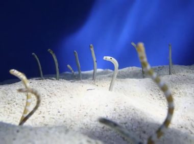 贝尔彻海蛇身份信息