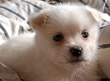 流浪犬糊里糊涂地追着过路人讨食吃,被一脚踢翻后狗狗猛然一脸憋屈