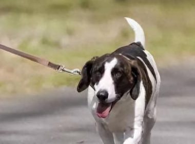 宠物狗撞伤女子,主人被判赔10万元