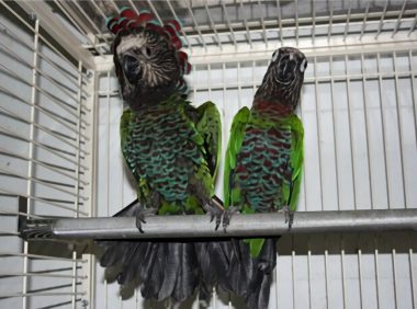 贾丁氏鹦鹉身份信息