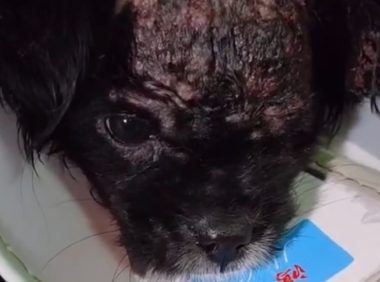 一秃毁所有？这只狗狗因皮肤病变丑而被遗弃沦为流浪狗，狗狗：我该何去何处