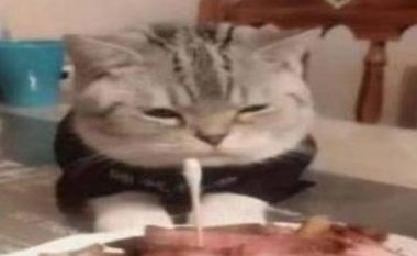 猫咪看着五花肉蛋糕发愁,难道猫生就此结束?“我怕是条狗吧”