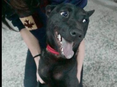 狗狗被主人送去收容所,从高兴微笑到神色寂寞,极大差距看得心痛