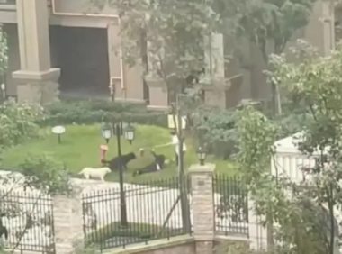 央媒评女童被咬：罗威纳犬主人须绳之以法