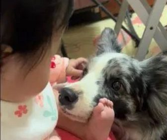 牧羊犬和小宝宝感情非常好,眼里只装得下小主人!