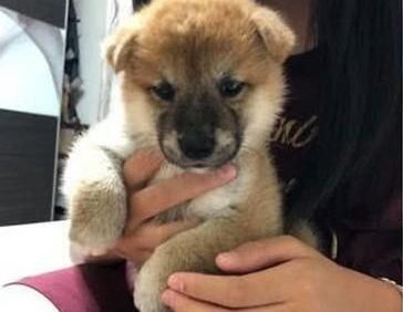 主人家拿狗狗床垫子去洗，去接个电話的时间，回来见到这幕心都化了