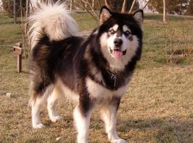 阿拉斯加犬赖上快递小哥,日夜兼程等投喂,铲屎官:究竟到底是谁主人家?