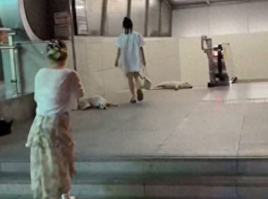 重庆流浪狗组团到地铁口乘凉，和乘客们互不打扰